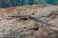 Fünfstreifenskink, Trachylepis Quinquetaeniata 11 Fünfstreifenskink, Trachylepis Quinquetaeniata -Bestes Reptilien Geschäft Fuenfstreifenskink Trachylepis quinquetaeniata 3 neu jpg