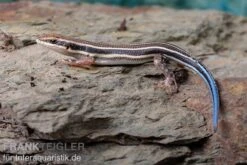 Fünfstreifenskink, Trachylepis Quinquetaeniata 12 Fünfstreifenskink, Trachylepis Quinquetaeniata -Bestes Reptilien Geschäft Fuenfstreifenskink Trachylepis quinquetaeniata 4 neu jpg