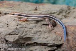 Fünfstreifenskink, Trachylepis Quinquetaeniata 13 Fünfstreifenskink, Trachylepis Quinquetaeniata -Bestes Reptilien Geschäft Fuenfstreifenskink Trachylepis quinquetaeniata 5 neu jpg