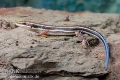 Fünfstreifenskink, Trachylepis Quinquetaeniata 14 Fünfstreifenskink, Trachylepis Quinquetaeniata -Bestes Reptilien Geschäft Fuenfstreifenskink Trachylepis quinquetaeniata 6 neu jpg