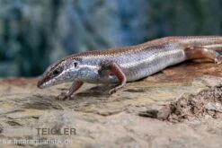 Fünfstreifenskink, Trachylepis Quinquetaeniata 15 Fünfstreifenskink, Trachylepis Quinquetaeniata -Bestes Reptilien Geschäft Funfstreifenskink Trachylepis quinquetaeniata 2 1