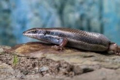 Fünfstreifenskink, Trachylepis Quinquetaeniata 16 Fünfstreifenskink, Trachylepis Quinquetaeniata -Bestes Reptilien Geschäft Funfstreifenskink Trachylepis quinquetaeniata 2 2