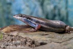Fünfstreifenskink, Trachylepis Quinquetaeniata 17 Fünfstreifenskink, Trachylepis Quinquetaeniata -Bestes Reptilien Geschäft Funfstreifenskink Trachylepis quinquetaeniata 2 3