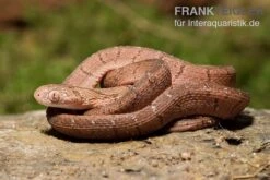 Gansi-Eierschlange, Dasypeltis Gansi 8 Gansi-Eierschlange, Dasypeltis Gansi -Bestes Reptilien Geschäft Gansi Eierschlange Dasypeltis gansi neu 3