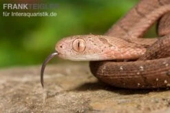 Gansi-Eierschlange, Dasypeltis Gansi 9 Gansi-Eierschlange, Dasypeltis Gansi -Bestes Reptilien Geschäft Gansi Eierschlange Dasypeltis gansi neu 4
