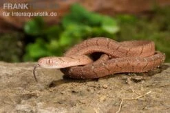 Gansi-Eierschlange, Dasypeltis Gansi 10 Gansi-Eierschlange, Dasypeltis Gansi -Bestes Reptilien Geschäft Gansi Eierschlange Dasypeltis gansi neu 5