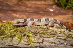 Gebänderter Blattzehengecko, Hemidactylus Fasciatus 6 Gebänderter Blattzehengecko, Hemidactylus Fasciatus -Bestes Reptilien Geschäft Gebaenderter Blattzehengecko Hemidactylus fasciatus 3