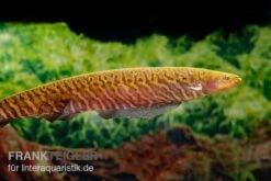 Gebänderter Messerfisch, Gymnotus Carapo -Bestes Reptilien Geschäft Gebaenderter Messerfisch Gymnotus carapo3