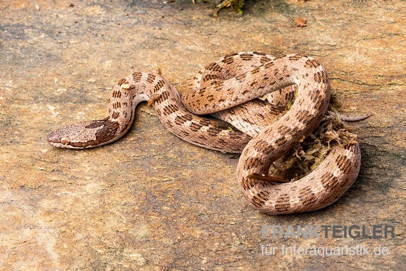 Gefleckte Nachtschlange, Hypsiglena Torquata 1 Gefleckte Nachtschlange, Hypsiglena Torquata