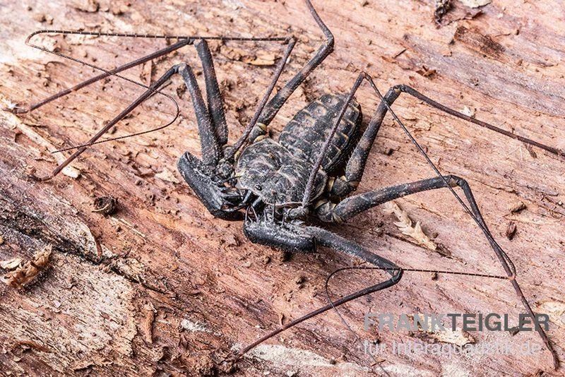 Geißelspinne, Phrynus Mexicanum 1 Geißelspinne, Phrynus Mexicanum