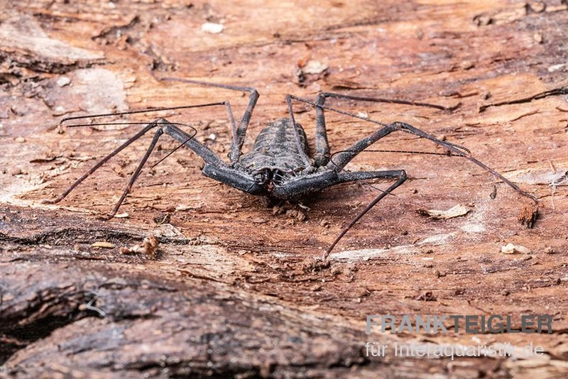 Geißelspinne, Phrynus Mexicanum 2 Geißelspinne, Phrynus Mexicanum – Bild 2