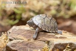 Gekielte Moschusschildkröte, Kinosternon Carinatum -Bestes Reptilien Geschäft Gekielte Moschusschildkroete Kinosternon spec