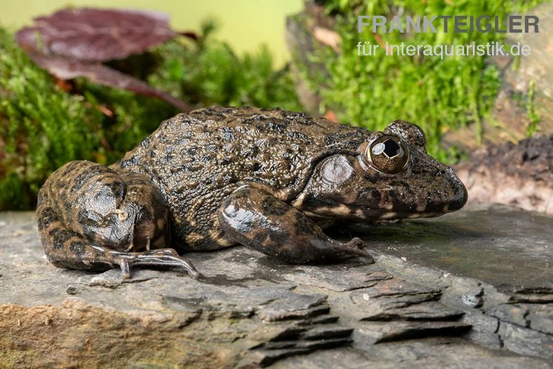 Gekrönter Ochsenfrosch, Hoplobatrachus Occipitalis 1 Gekrönter Ochsenfrosch, Hoplobatrachus Occipitalis