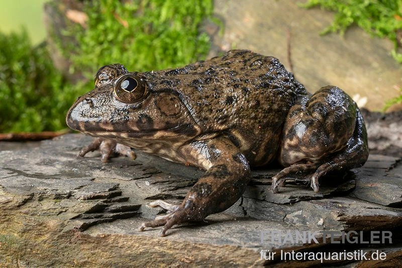 Gekrönter Ochsenfrosch, Hoplobatrachus Occipitalis 2 Gekrönter Ochsenfrosch, Hoplobatrachus Occipitalis – Bild 2