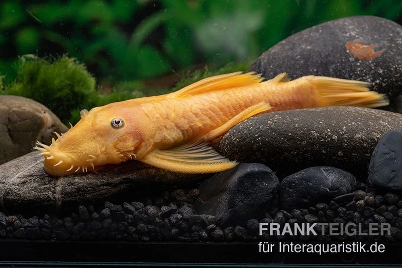 Gelber Antennenwels, Ancistrus Sp. Blue Eye, L144 2 Gelber Antennenwels, Ancistrus Sp. Blue Eye, L144 – Bild 2
