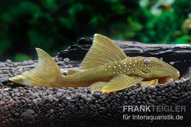 Gelber Phantomwels, L 200, Hemiancistrus Subviridis 1 Gelber Phantomwels, L 200, Hemiancistrus Subviridis