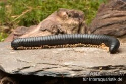 Gelbfüssiger Tausendfüßer, Microtrullius Uncinatus 6 Gelbfüssiger Tausendfüßer, Microtrullius Uncinatus -Bestes Reptilien Geschäft Gelbfuessiger Tausendfuesser Microtrullius uncinatus 3