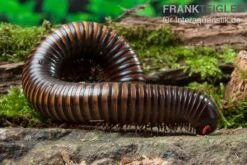 Gelbgebänderter Riesentausendfüßer, Pelmatojulus Ligulatus -Bestes Reptilien Geschäft Gelbgebaenderter Riesentausendfuesser Pelmatojulus ligulatus 3