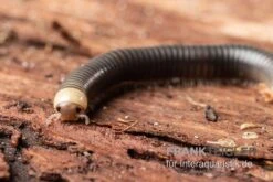 Gelbkopf Tausendfüßer, Spirobolus Sp. "Yellow Head" -Bestes Reptilien Geschäft Gelbkopf Tausendfuesser Spirobolus sp Yellow Head 5