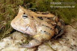 Gemalter Hornfrosch (red), Ceratophrys Cornuta -Bestes Reptilien Geschäft Gemalter Hornfrosch Ceratophrys cornuta 1