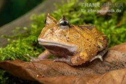 Gemalter Hornfrosch (red), Ceratophrys Cornuta
