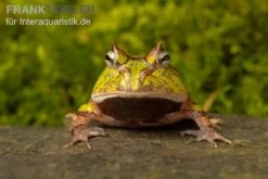Gemalter Hornfrosch (grün), Ceratophrys Cornuta Green -Bestes Reptilien Geschäft Gemalter Hornfrosch gruen Ceratophrys cornuta green 3 jpg