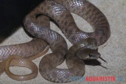 Geoffroy-Renner, Platyceps Florulentus -Bestes Reptilien Geschäft Geoffroy Renner Platyceps florulentus 3