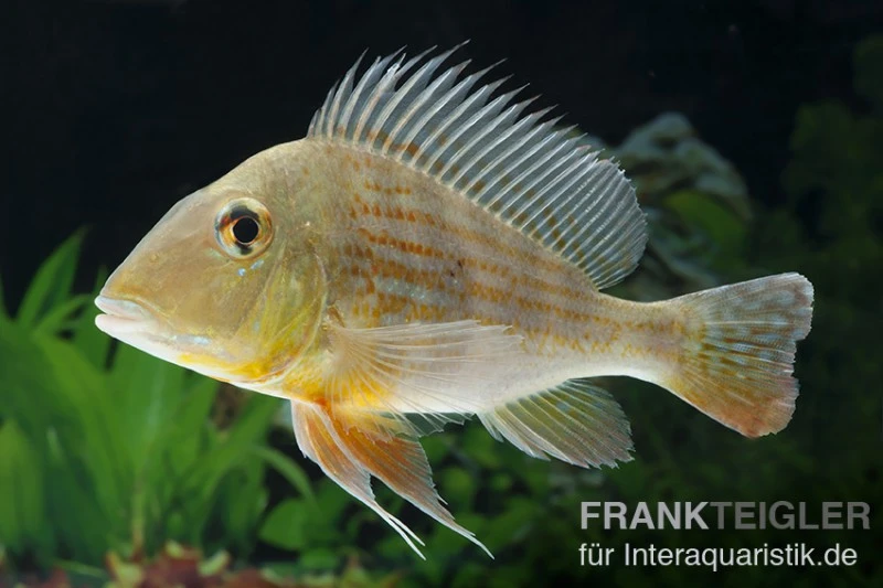 Rotstreifen-Erdfresser, Geophagus Surinamensis 2 Rotstreifen-Erdfresser, Geophagus Surinamensis – Bild 2