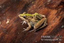 Gestreifter Grasfrosch, Ptychadena Porosissima -Bestes Reptilien Geschäft Gestreifter Grasfrosch Ptychadena porosissima 3