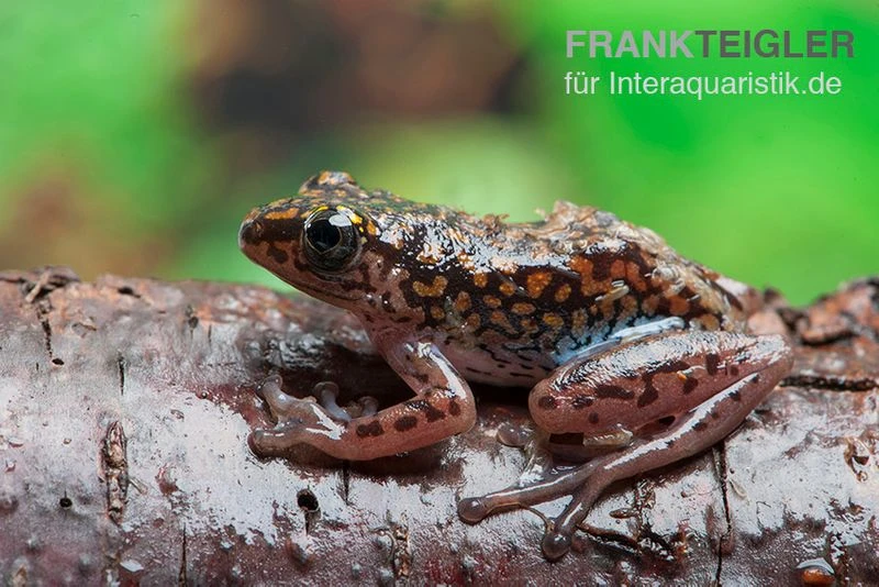 Getupfter Riedfrosch, Hyperolius Guttulatus 2 Getupfter Riedfrosch, Hyperolius Guttulatus – Bild 2