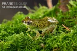 Getupfter Riedfrosch, Hyperolius Guttulatus 7 Getupfter Riedfrosch, Hyperolius Guttulatus -Bestes Reptilien Geschäft Getupfter Riedfrosch Hyperolius guttulatus 4