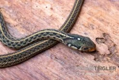 Gewöhnliche Strumpfbandnatter, Thamnophis Sirtalis -Bestes Reptilien Geschäft Gewoehnliche Strumpfbandnatter Thamnophis sirtalis 3