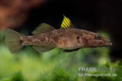 Towuti-Gelbflossengrundel, Glossogobius Flavipinnis -Bestes Reptilien Geschäft Glossogobius flavipinnis 6