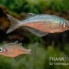 Gidomen-Regenbogenfisch, Glossolepis Spec. Gidomen, 5 Tiere