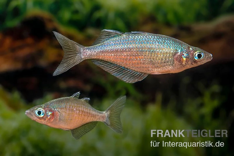 Gidomen-Regenbogenfisch, Glossolepis Spec. Gidomen, 5 Tiere 1 Gidomen-Regenbogenfisch, Glossolepis Spec. Gidomen, 5 Tiere