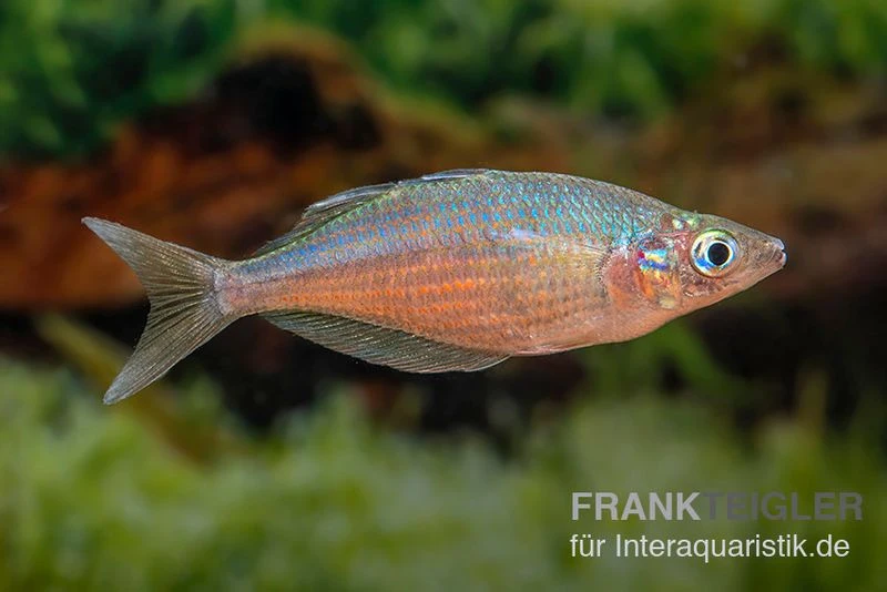 Gidomen-Regenbogenfisch, Glossolepis Spec. Gidomen, 5 Tiere 2 Gidomen-Regenbogenfisch, Glossolepis Spec. Gidomen, 5 Tiere – Bild 2