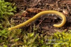Golden-Cave-Tausendfüßer, Spiroboulus Sp. “Golden Cave” -Bestes Reptilien Geschäft Golden Cave Tausendfuesser Spirobolus sp Golden Cave 3