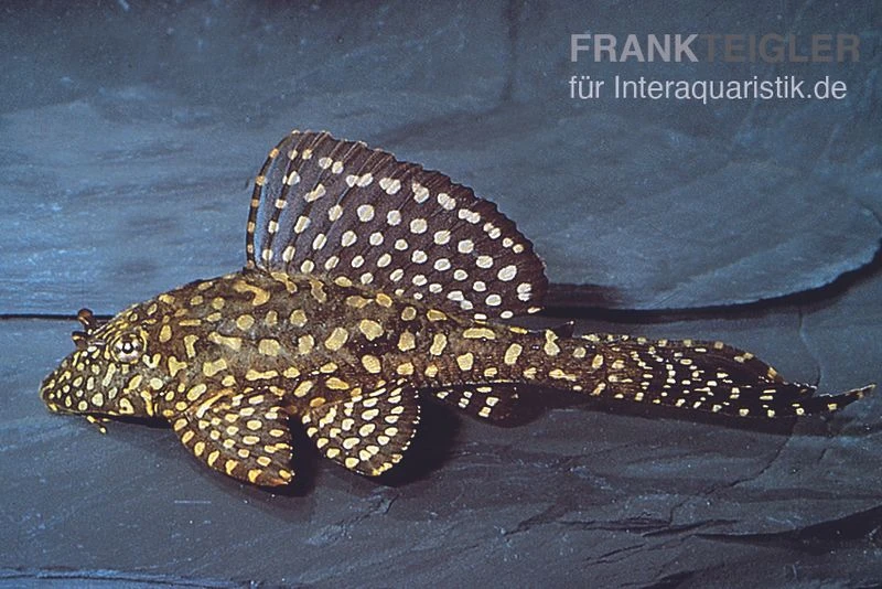 Goldflecken-Segelschilderwels, Glyptoperichthys Joselimaianus L001 1 Goldflecken-Segelschilderwels, Glyptoperichthys Joselimaianus L001