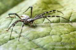 Grass Cross Spider, Argiope Catenulata (Wespenspinne) -Bestes Reptilien Geschäft Grass Cross Spider Argiope catenulata 03