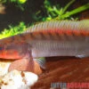 Grauer Kammbuntbarsch, Crenicichla Johanna