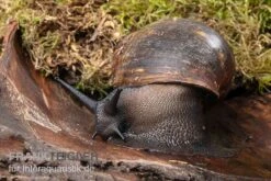 Große Achatschnecke, Archachatina Marginata Ovum -Bestes Reptilien Geschäft Grosse Achatschnecke Archachatina marginata ovum 3