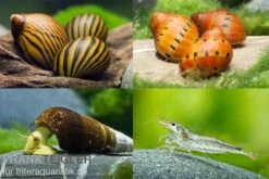 Bundle Große Putz-Truppe: 5 X Rennschnecke + 2 X Tylomelania + 6 X Amanogarnele