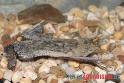 Große Wabenkröte, Pipa Pipa -Bestes Reptilien Geschäft Grosse Wabenkroete Pipa pipa 3