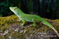 Großer Grün-Anolis, Anolis Biporcatus -Bestes Reptilien Geschäft Grosser Gruen Anolis Anolis biporcatus 3