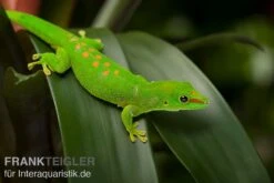 Grosser Madagaskar Taggecko, Phelsuma Mad. Grandis DNZ -Bestes Reptilien Geschäft Grosser Madagaskar Taggecko Phelsuma madagacariensis grandis 3