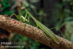 Grüne Fangheuschrecke, Green Mantis, Hierodula Patellifera -Bestes Reptilien Geschäft Gruene Fangheuschrecke Green Mantis Hierodula patellifera 3 jpg