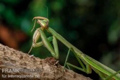 Grüne Fangheuschrecke, Green Mantis, Hierodula Patellifera -Bestes Reptilien Geschäft Gruene Fangheuschrecke Green Mantis Hierodula patellifera 5 jpg