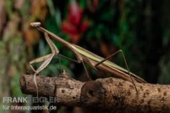 Grüne Fangheuschrecke, Green Mantis, Hierodula Patellifera -Bestes Reptilien Geschäft Gruene Fangheuschrecke Green Mantis Hierodula patellifera 6 jpg