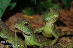 Bestseller -Bestes Reptilien Geschäft Gruene Wasseragame Physignathus cocincinus 2