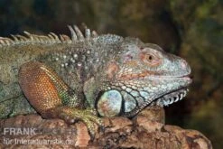 Grüner Leguan, Iguana Iguana -Bestes Reptilien Geschäft Gruener Leguan Iguana iguana 3